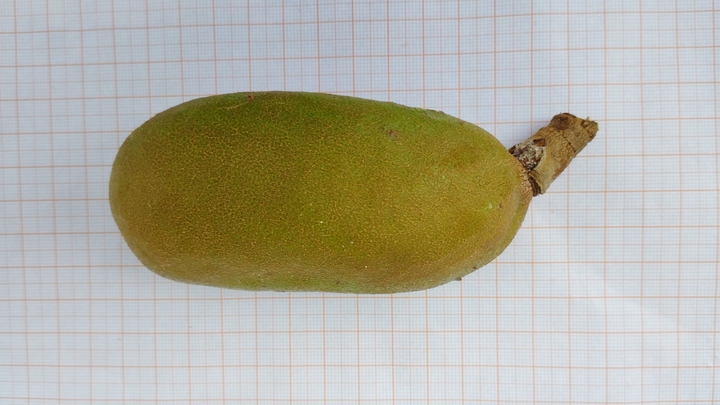 jatobá - fruto